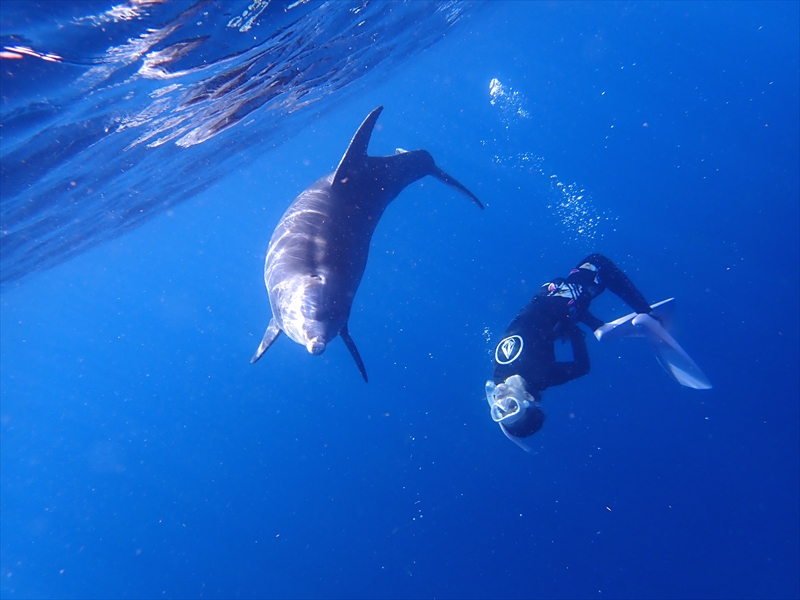 Mikurajima Dolphin photo