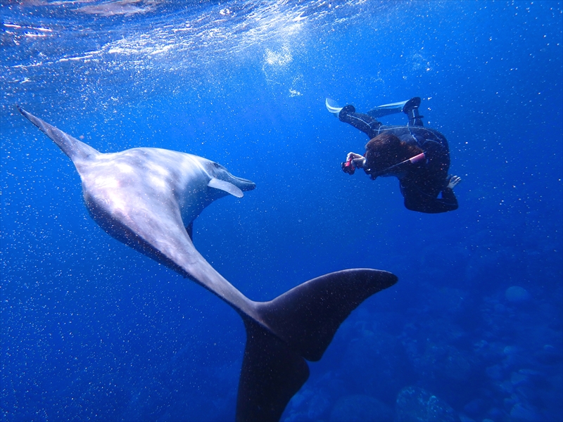 Mikurajima Dolphin photo