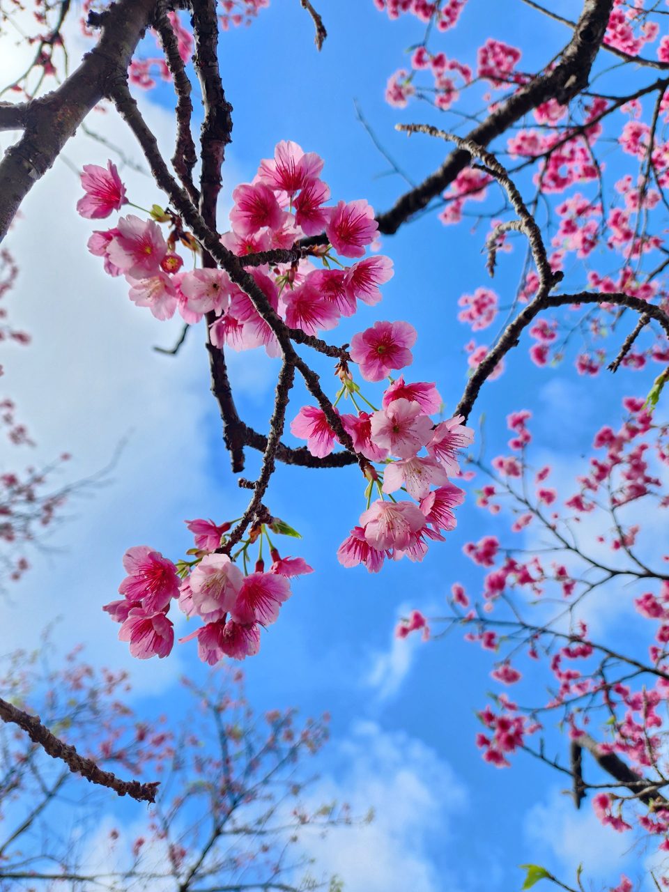 沖縄の青空と薄ピンクの桜