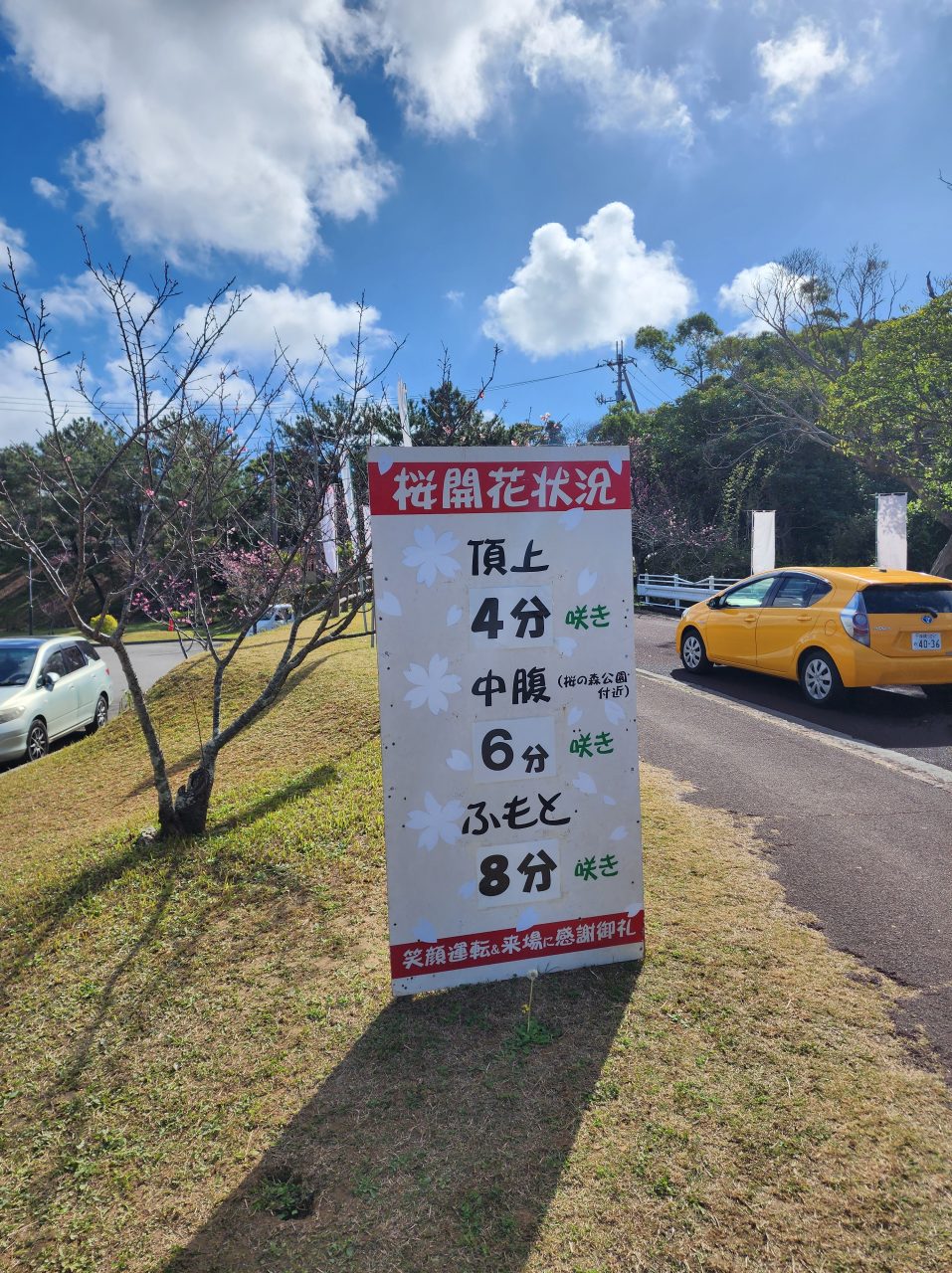 もとぶの桜は２月初旬が見頃です