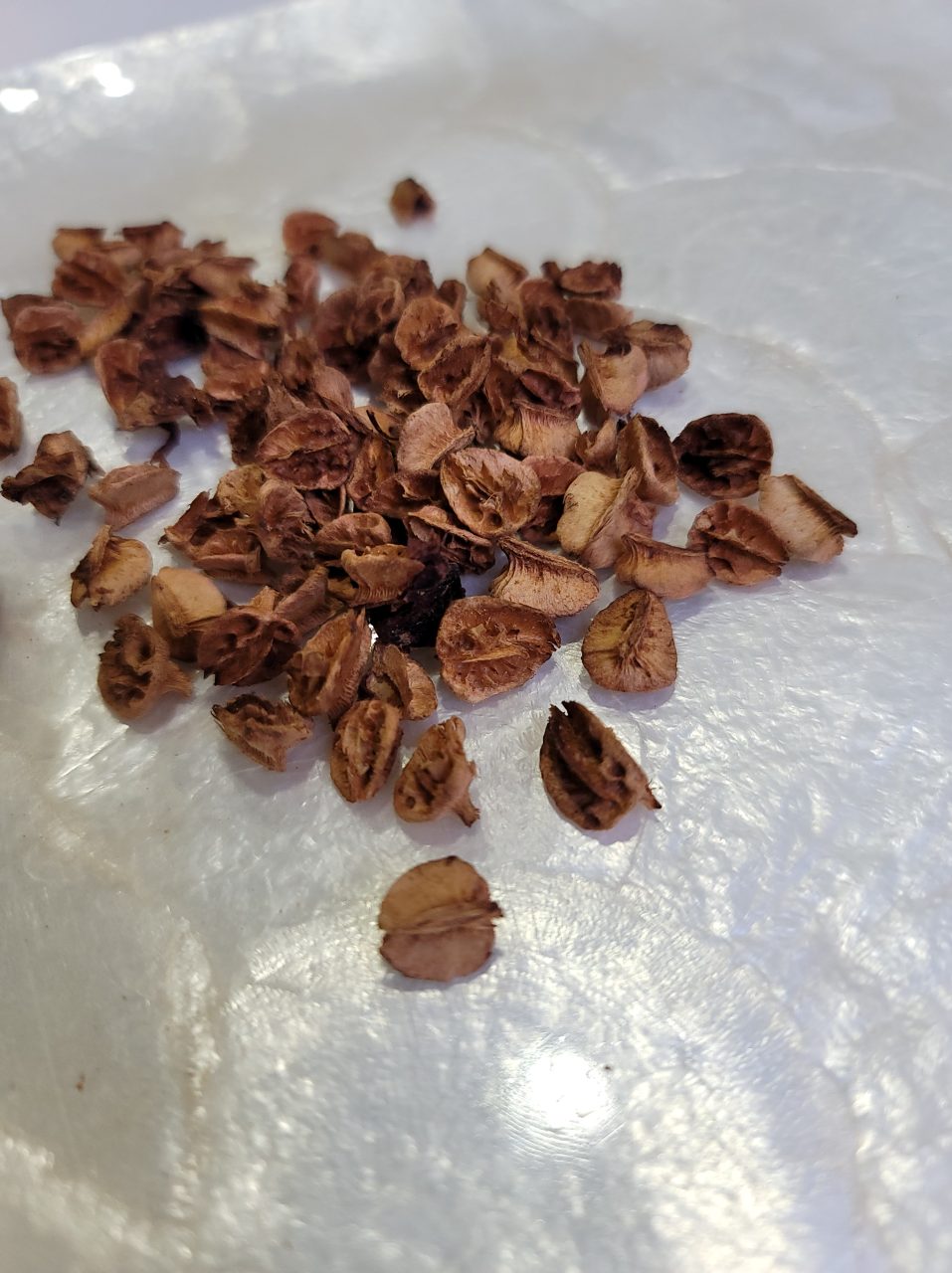 沖縄県産アセローラ種子 画像2