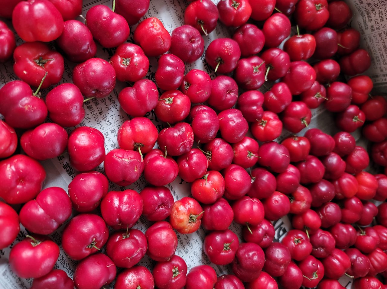 Okinawa Acerola