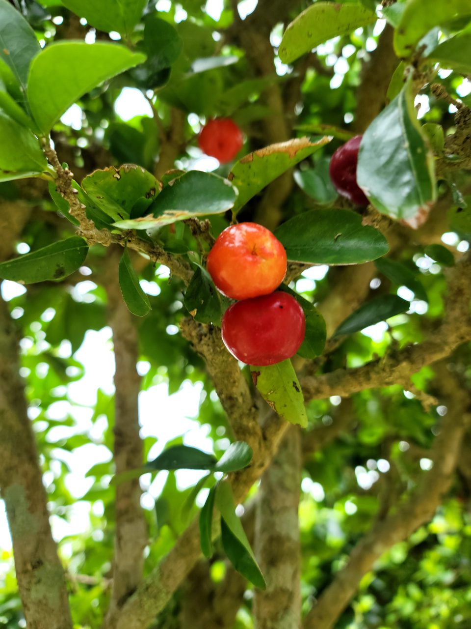 ５月～１０月が収穫シーズンのアセローラ