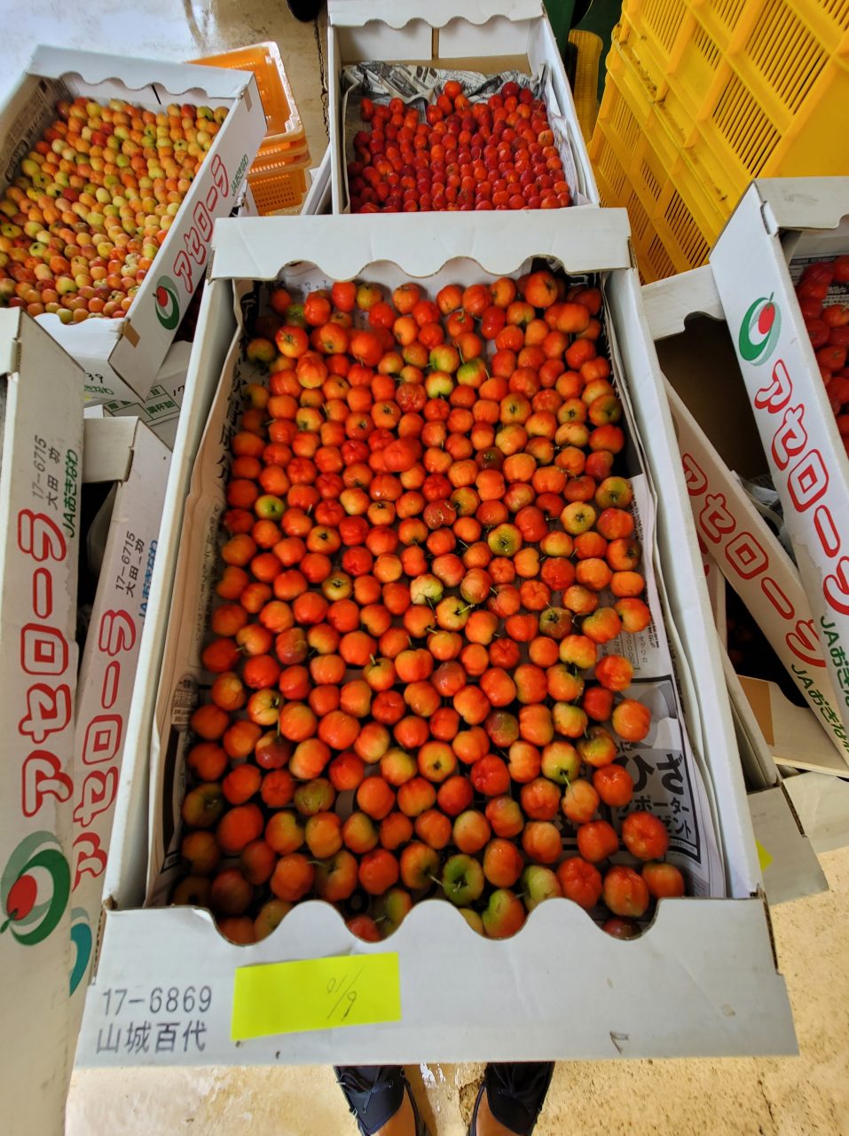 ほとんどの果実は加工品になります