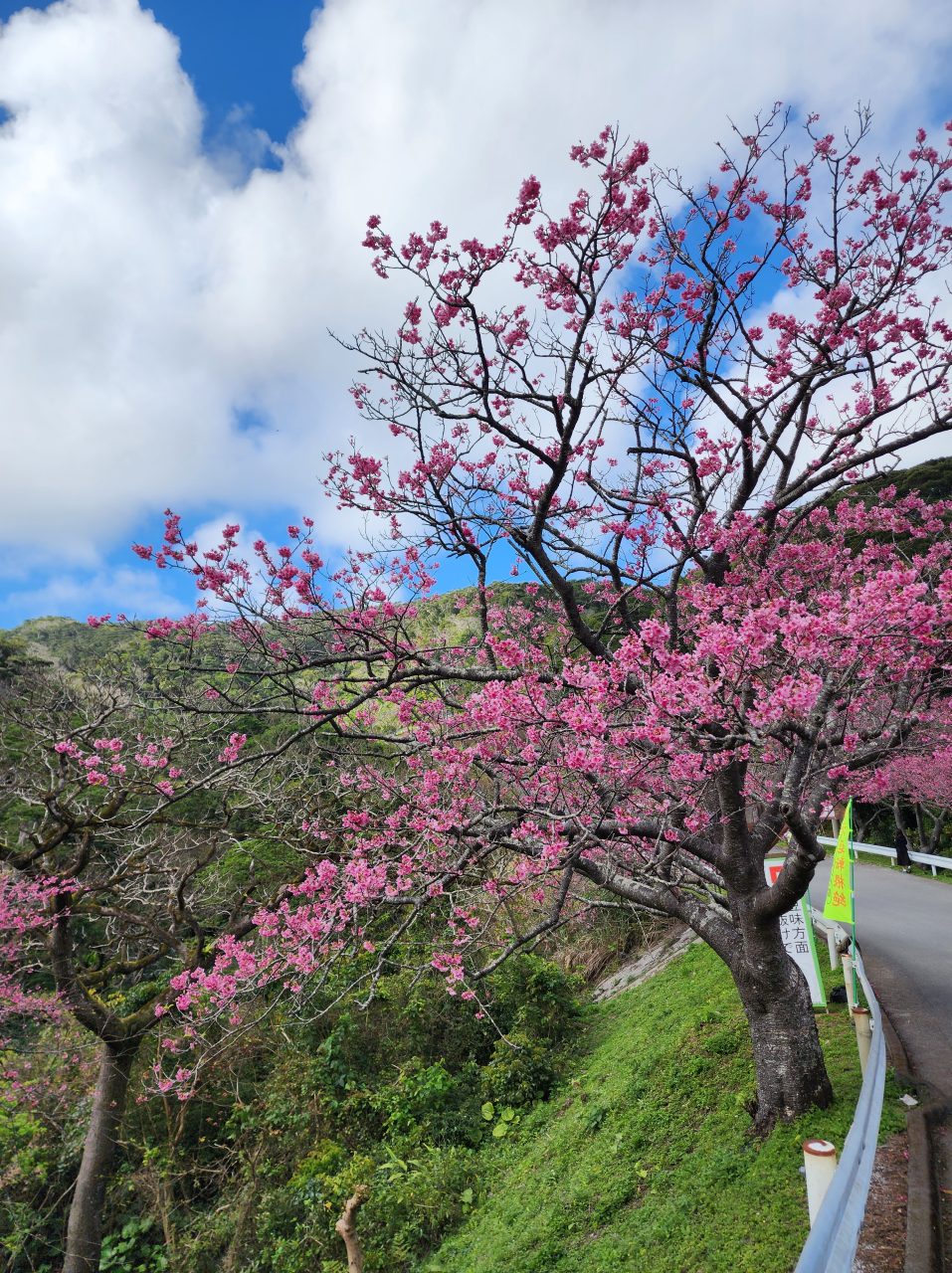 八重岳の頂上までの桜街道